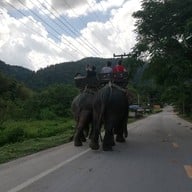 ปางช้างแม่แตง