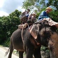 ปางช้างแม่แตง