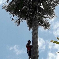 ต้นลาน(ขนมหวานลูกลานน้ำตาลโตนด)