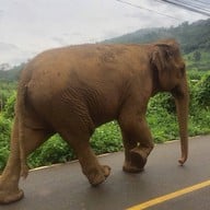 ปางช้างแม่แตง