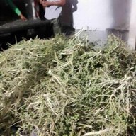 ต้นลาน(ขนมหวานลูกลานน้ำตาลโตนด)