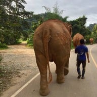 ปางช้างแม่แตง