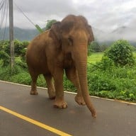 ปางช้างแม่แตง