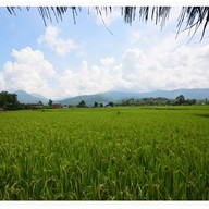 บรรยากาศ ริมนากาแฟ