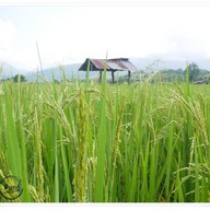 บรรยากาศ ริมนากาแฟ