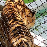 คุ้มเสือ แม่ริม เชียงใหม่