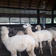 บรรยากาศ Primo Piazza