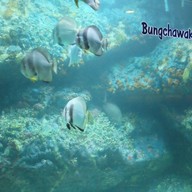 บรรยากาศ สถานแสดงพันธุ์สัตว์น้ำ