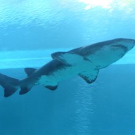 บรรยากาศ สถานแสดงพันธุ์สัตว์น้ำ