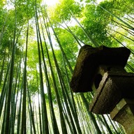 Atmosphere of Hokokuji Temple