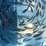 บรรยากาศ สถานแสดงพันธุ์สัตว์น้ำ