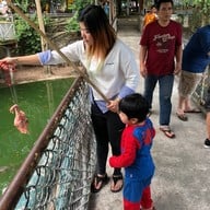 ให้อาหารจระเข้