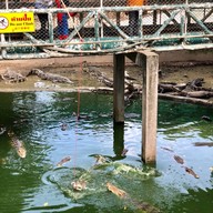 ตกเบ็ด🐓🐊😱