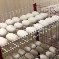 ไข่จระเข้🐊