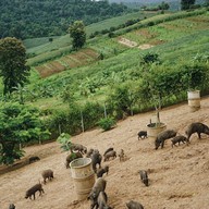 บรรยากาศ สวนหมูป่าปาย
