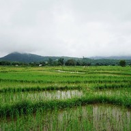บรรยากาศ นาข้าวยินดี