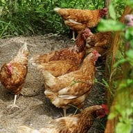 บรรยากาศ Harvest Moon Valley