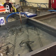 บรรยากาศ ปลาโอ กุ้งเผา