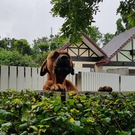 บรรยากาศ Dogin