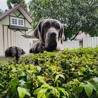 บรรยากาศ Dogin