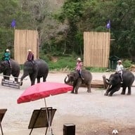 บรรยากาศ ปางช้างแม่แตง