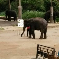 บรรยากาศ ปางช้างแม่แตง