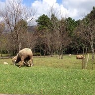 บรรยากาศ ม่อนแกะ