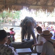 บรรยากาศ ปางช้างแม่แตง