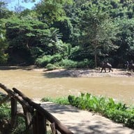 บรรยากาศ ปางช้างแม่แตง