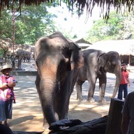 บรรยากาศ ปางช้างแม่แตง