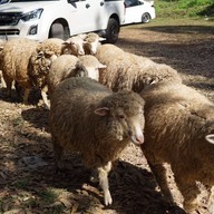 บรรยากาศ ม่อนแกะ