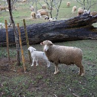 บรรยากาศ ม่อนแกะ