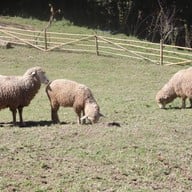 ม่อนแกะ