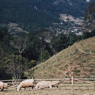 ม่อนแกะ