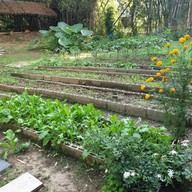 กาแฟสวนผัก