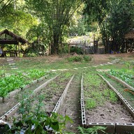 กาแฟสวนผัก