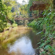 กาแฟสวนผัก