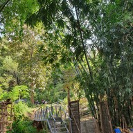 กาแฟสวนผัก