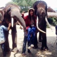 ปางช้างแม่แตง