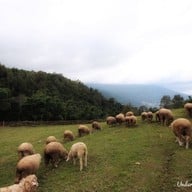 ม่อนแกะ