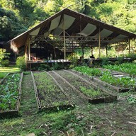 กาแฟสวนผัก