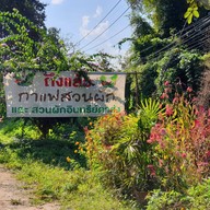 กาแฟสวนผัก