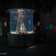 เชียงใหม่ซูอควาเรียม