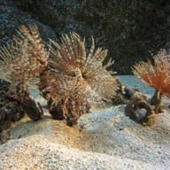 เชียงใหม่ซูอควาเรียม