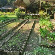 กาแฟสวนผัก