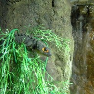 เชียงใหม่ซูอควาเรียม