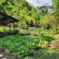 กาแฟสวนผัก