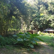 กาแฟสวนผัก