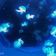 เชียงใหม่ซูอควาเรียม