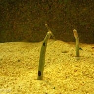 เชียงใหม่ซูอควาเรียม